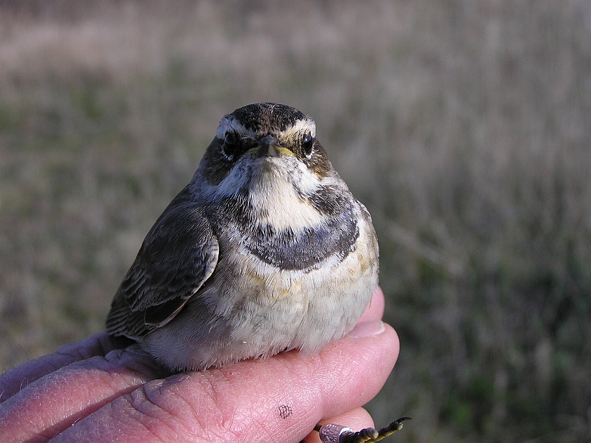 Bluethroat, Sundre 20050514